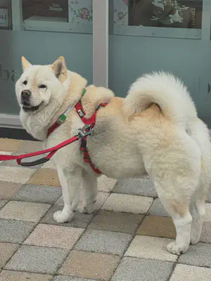 강아지