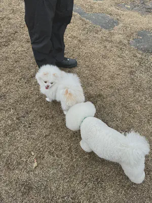 강아지