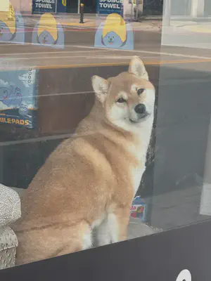 강아지